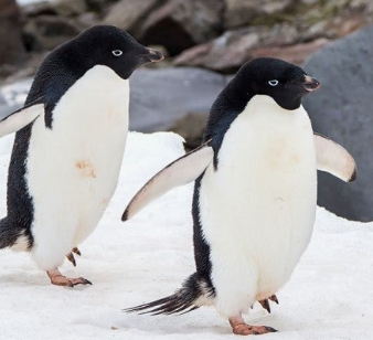 Adelie Penguin